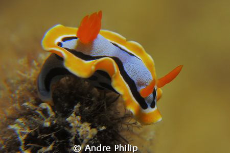 nudi on the top by Andre Philip 