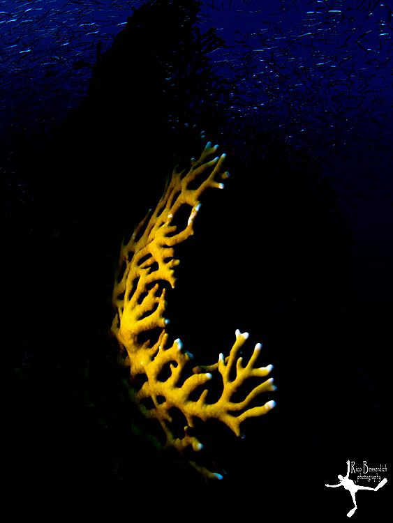 "Fire & Water"
Fire-Coral in the red sea. Fisheye lens, ... by Rico Besserdich 