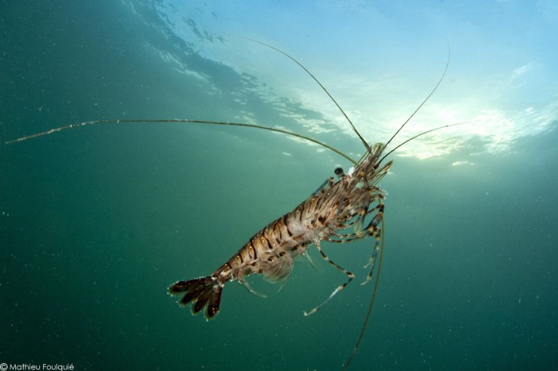 "pelagic" shrimp (Palaemon serratus) by Mathieu Foulquié 