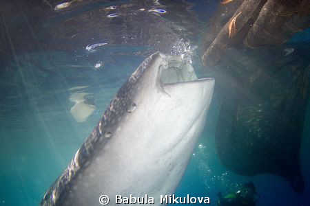 feeding whaleshark by Babula Mikulova 