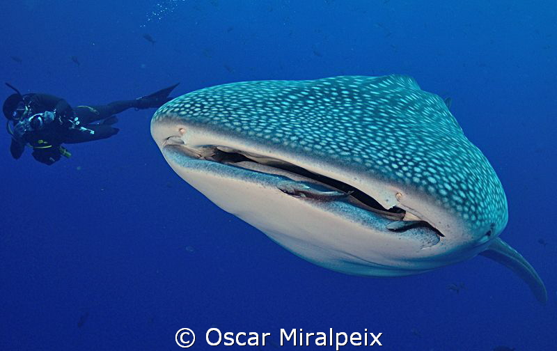 whaleshark and uwphotographer ready to take a photo by Oscar Miralpeix 