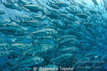 School of Jacks in the Wall, Wolf Island Galapagos
Canon... by Alejandro Topete 