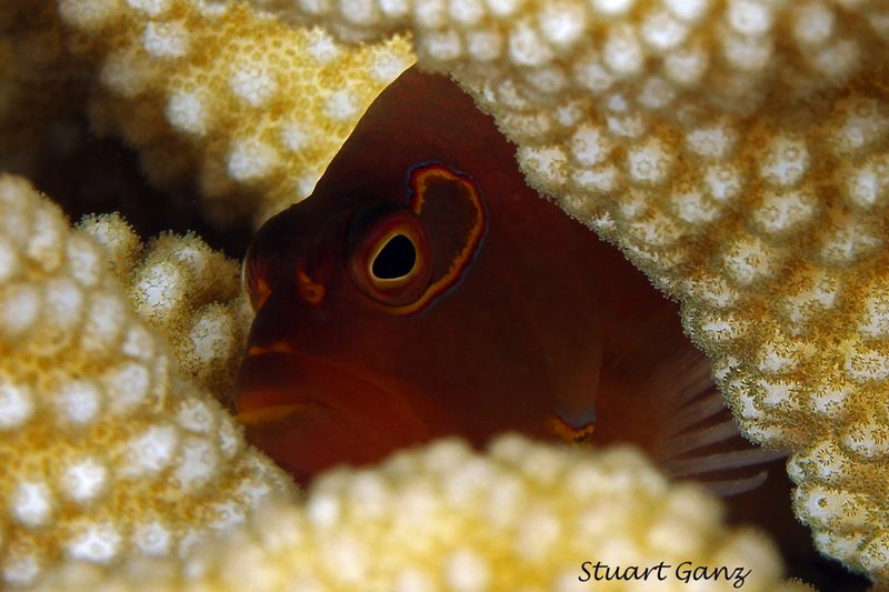 Arch Eye Hawkfish hiding in the coral. by Stuart Ganz 