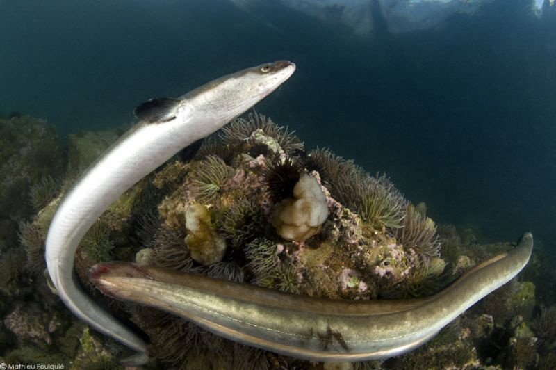 common eel (Anguilla anguilla) by Mathieu Foulquié 