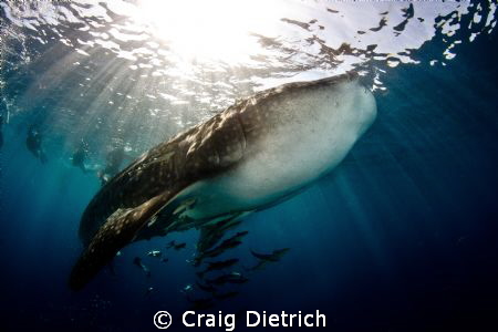 Whale Shark visits Pompano Beach Florida. Just an amazing... by Craig Dietrich 