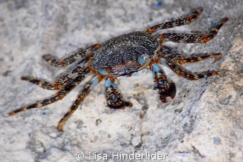 Crab close-up by Lisa Hinderlider 