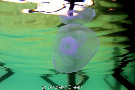 Jellyfish reflections under the pier at Nuweiba, House Re... by Andrew Green 