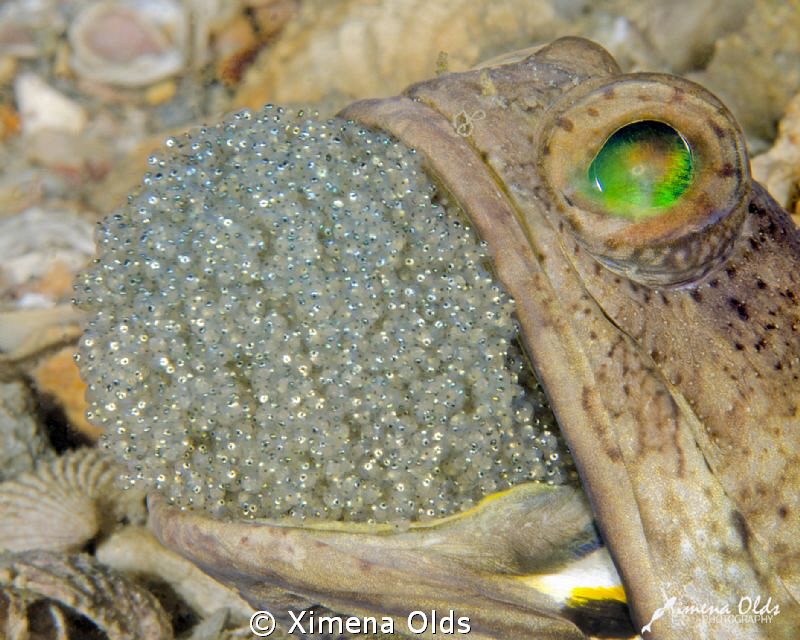Jawfish fanning its eggs for a couple of seconds. by Ximena Olds 