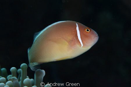Pink Skunk Clownfish, Manado. Nauticam NA_D7000, 60mm Mac... by Andrew Green 