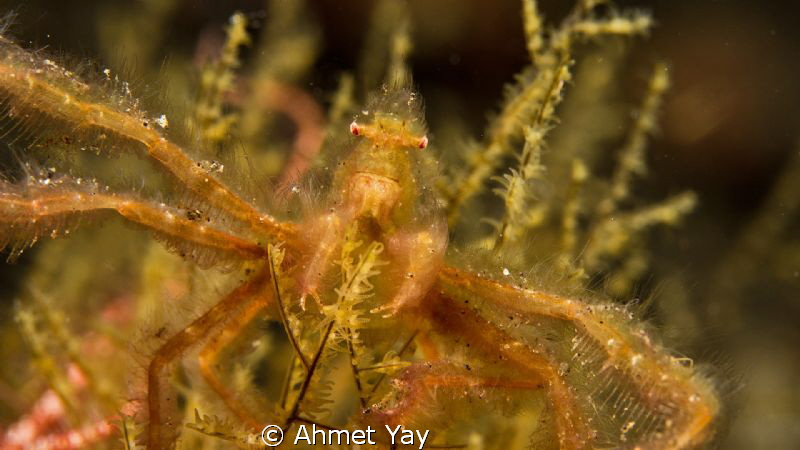 Orang-utan Crab.
Tulamben night dive.

Canon 600 D - C... by Ahmet Yay 