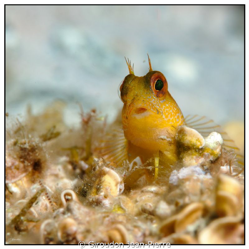 Little yellow blennius with 105mm by Giroudon Jean-Pierre 