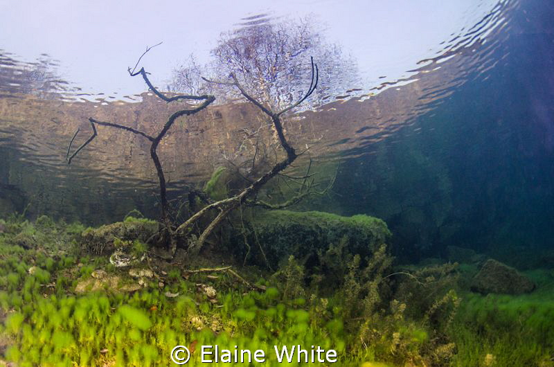 Underwater garden reaching through the surface by Elaine White 