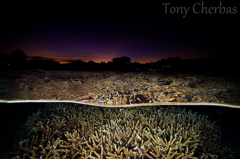 Staghorn and Skyline by Tony Cherbas 