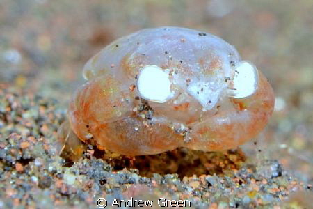 Juvenile Box Crab, lucky to find one bobbling along the s... by Andrew Green 