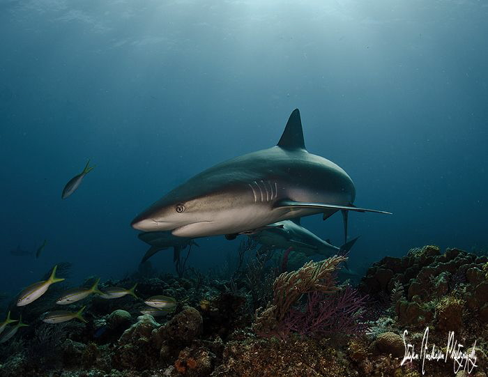 This Reef Shark scans the reef for something that interes... by Steven Anderson 