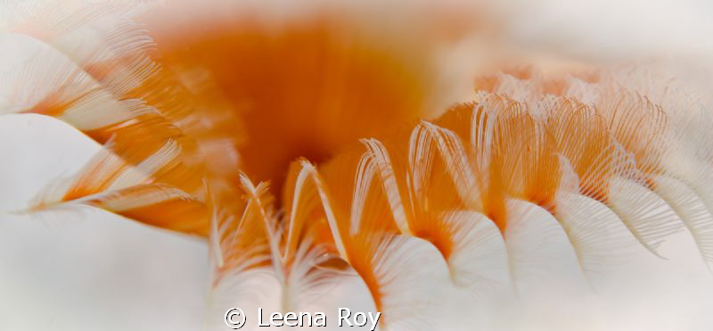 Feather duster worms by Leena Roy 
