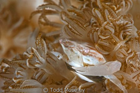 Crab in coral polyps by Todd Moseley 