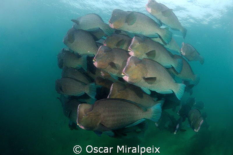 Group of bumphead parrotfish by Oscar Miralpeix 