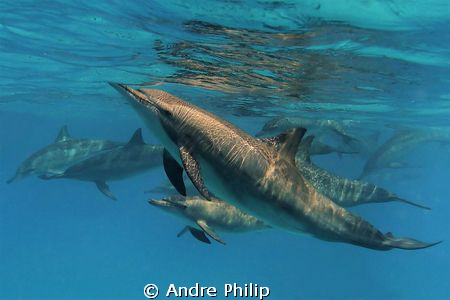 a spinner dolphin family in a lagoon of sataya - egypt by Andre Philip 