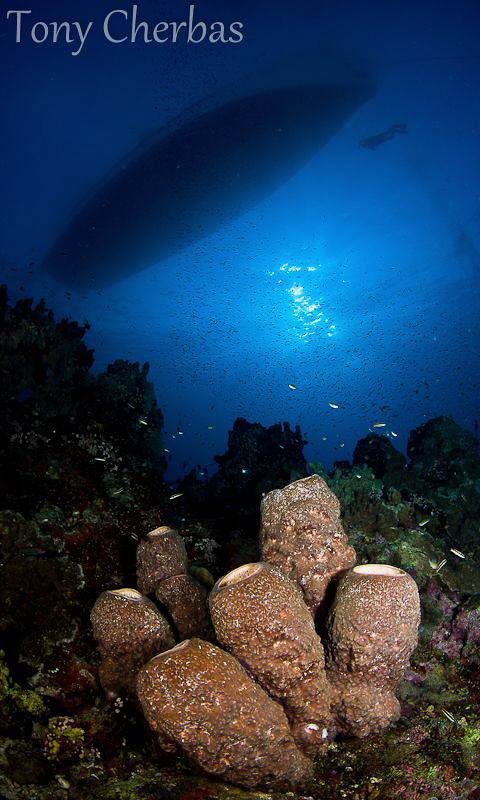 Sponge patch under the boat in the early AM. by Tony Cherbas 