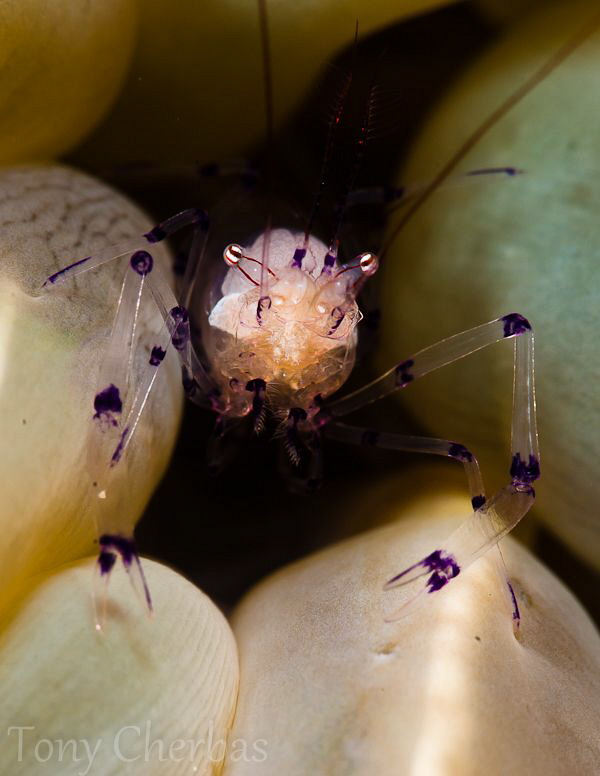 Bubble Coral Shrimp with + 10 Subsee diopter by Tony Cherbas 