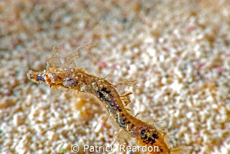 Pipehorse shot taken with Nikon 105mm and SubSea 10X.  I ... by Patrick Reardon 