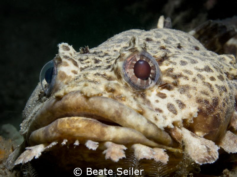 Leopard Toadfish , taken at the Jettys in Panama City Beach by Beate Seiler 