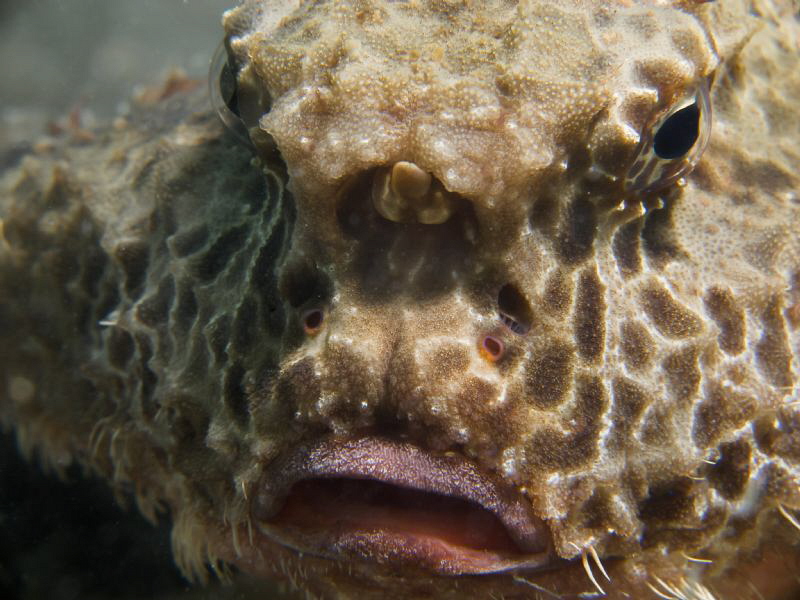 "The face" of a Polka-Dot- Batfish, taken "Under the bridge" by Beate Seiler 