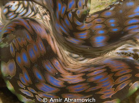 close up on a gaint clam lips by Amir Abramovich 