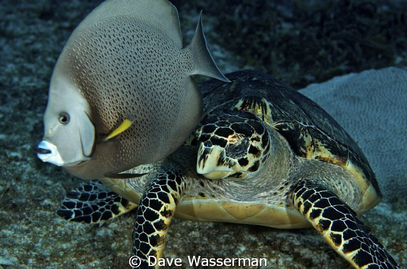 Taken in Cozumel Mexico..the fish and sea turtle just hap... by Dave Wasserman 