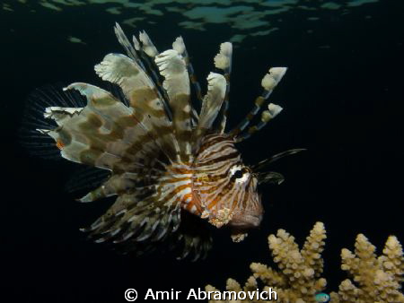 lion fish guarding its teritory -06:30 AM by Amir Abramovich 