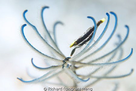 Crinoid Shrimp.  The little shrimp peacefully resting on ... by Richard (qingran) Meng 
