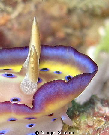 nudi by Georges Boudron 