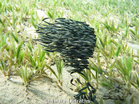 Ball of juvenile striped eel catfish over the seagrass bed by Laura Dinraths 