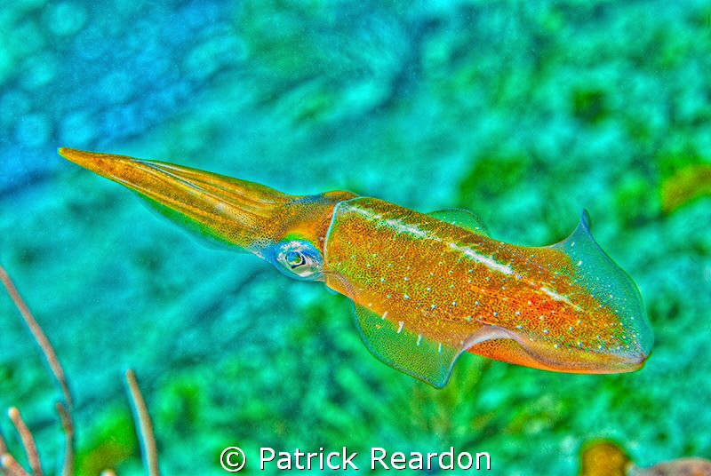 Squid with HDR toning. by Patrick Reardon 