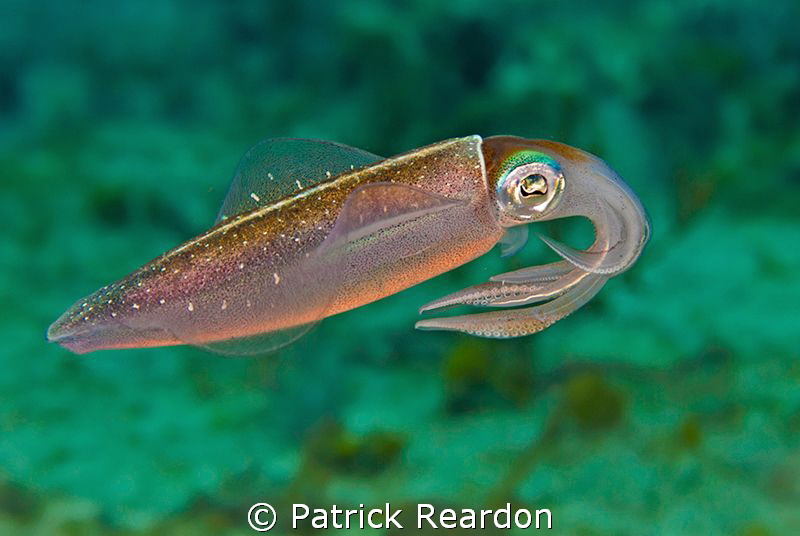 Squid.  Nice details on tentacles.  Nikon 105. by Patrick Reardon 