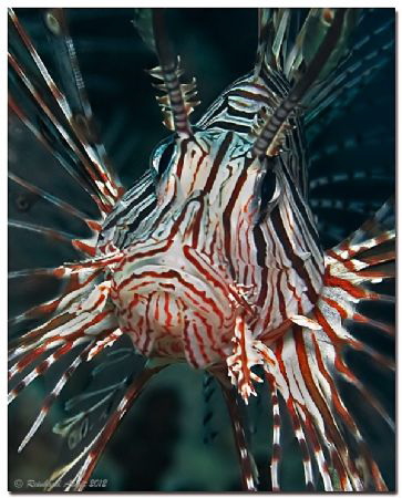 -war paint (II)-
Common lionfish (Pterois miles), Heleng... by Reinhard Arndt 
