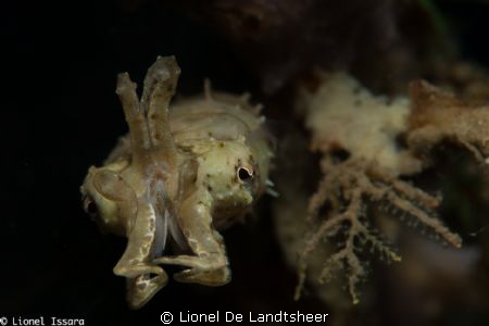 Pygmy Cuttlefish by Lionel De Landtsheer 