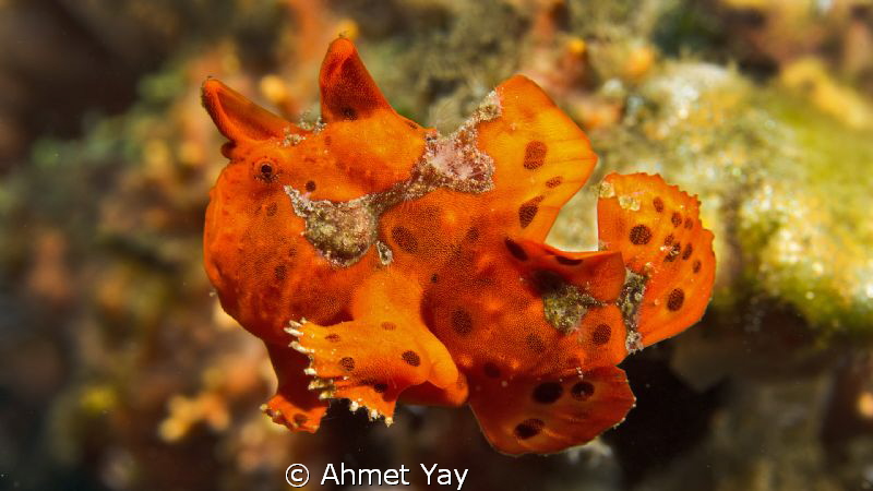 Little red frog fish is swimming...:)

Drop-Off, Bali
... by Ahmet Yay 