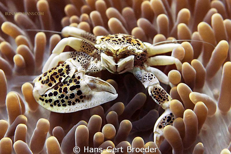 Anemone crab
Bunaken Island, Sulawesi,Indonesia,
Nikon ... by Hans-Gert Broeder 