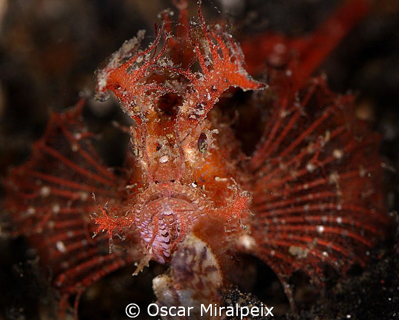 Ambon Scorpionfish by Oscar Miralpeix 