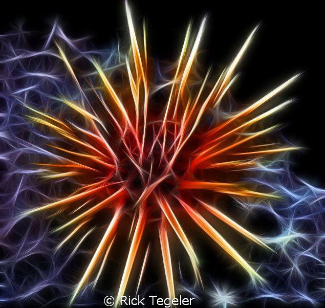 Urchin by Rick Tegeler 