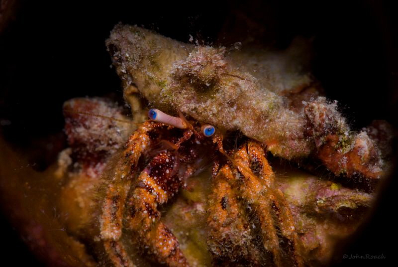 Starry Eyed Hermit Crab.  "Front Porch"  Boniare Dutch Ca... by John Roach 