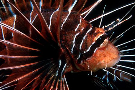 Lion fish - Red Sea - Deep South Egypt - Nikonos V - 35mm... by Eduardo Lima 