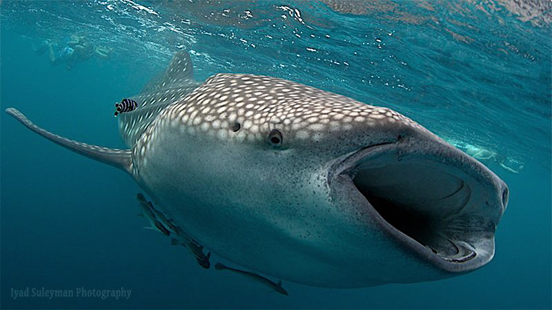 My first picture of Whale Shark! no strobes. 
Great crea... by Iyad Suleyman 
