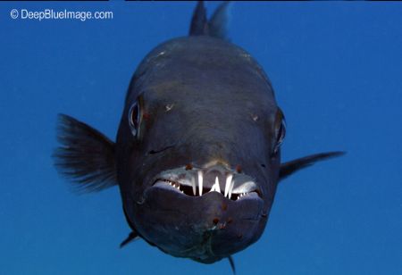 great barracuda showing off its nice teeth, key largo Flo... by T. Singer 
