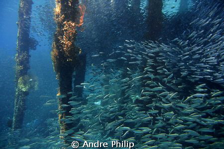 vibrant life under a jetty in Raja Ampat by Andre Philip 