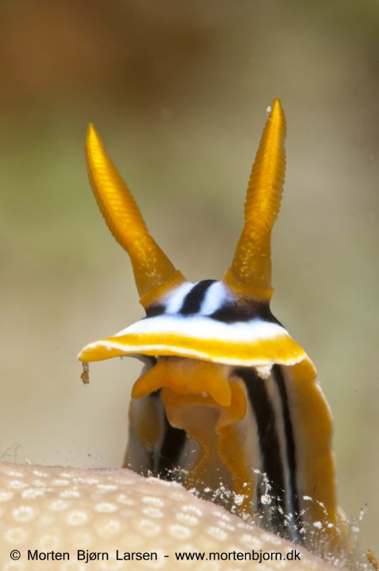 
I waited half an hour until this Nudibranch came over a... by Morten Bjorn Larsen 