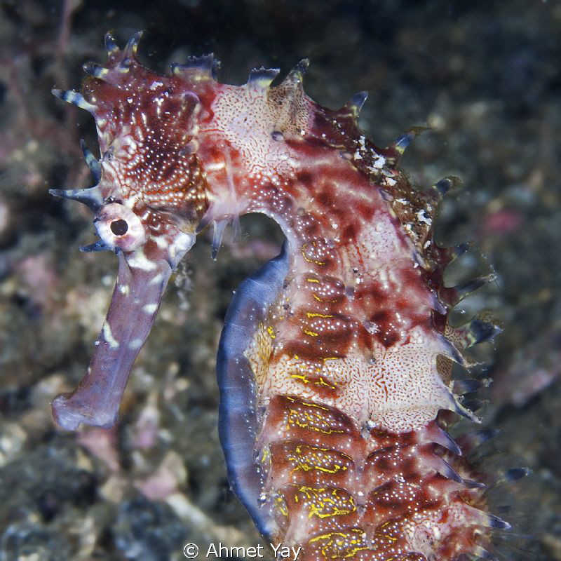 Red Seahorse...:)
Lembeh, TK-2
Canon 40 D - Canon 60 mm... by Ahmet Yay 