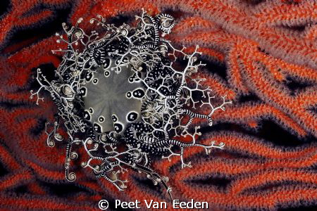Basket star on sea fan. Jewel of the ocean by Peet Van Eeden 